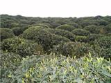 一日三茶，你喝對(duì)了嗎