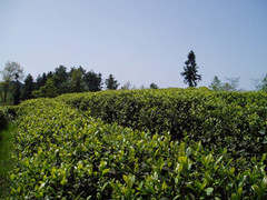 七大要诀 教你夏日如何喝茶消暑