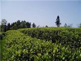 七大要訣 教你夏日如何喝茶消暑