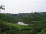茶葉怎么精挑細(xì)選？教你鑒別sd名茶