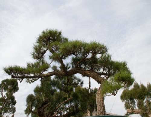 绿化造型黑松供应-绿化景观松价格-莱芜传河景松园林有限公司