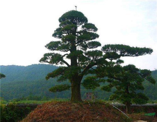 造型景观松报价-造型黑松-莱芜传河景松园林有限公司