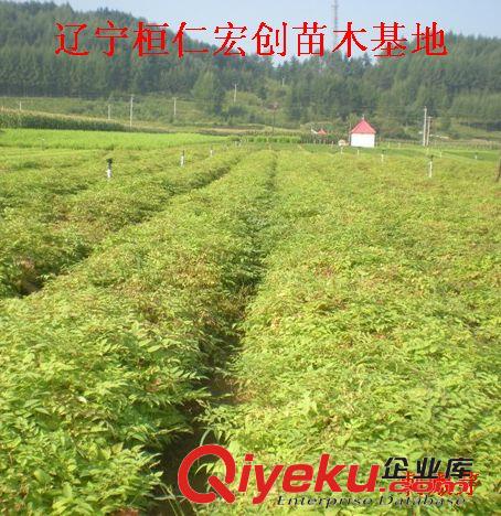 刺嫩芽苗多少錢一棵