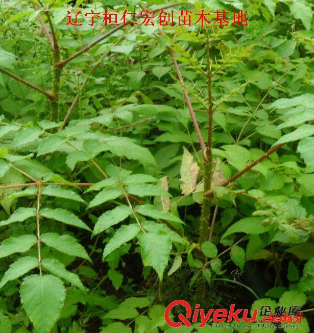 刺嫩芽苗價格