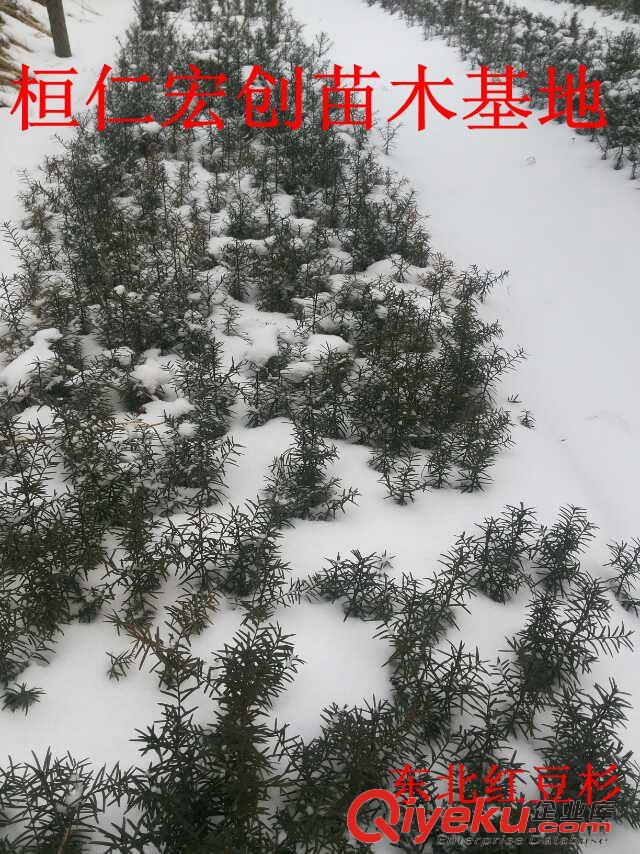 東北紅豆杉基地