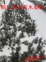 東北紅豆杉基地