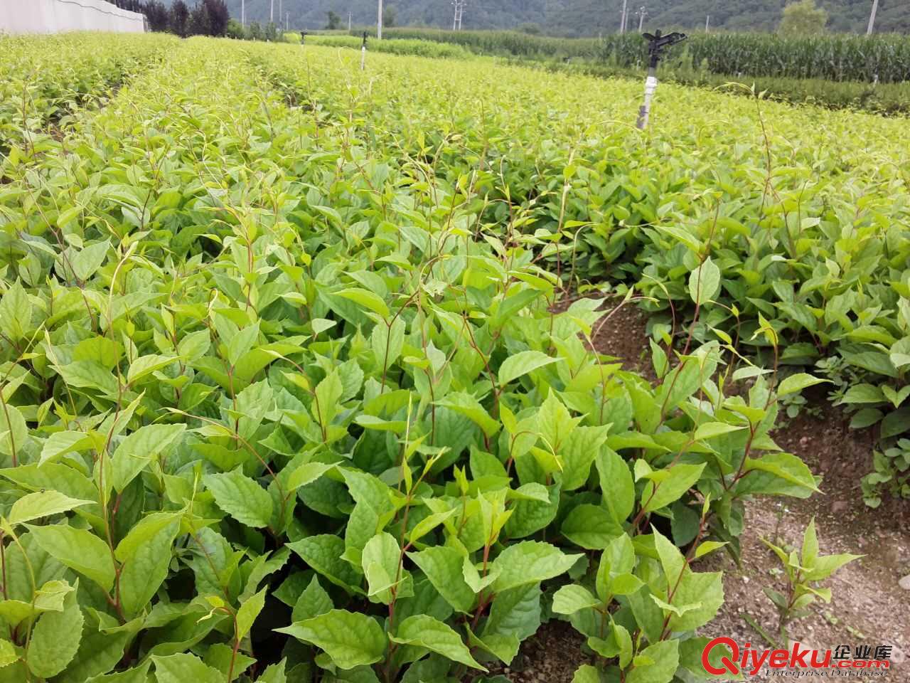 遼寧五味子苗繁育基地