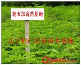 本溪刺五加苗基地