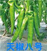 莆田辣椒種子 線椒種子種苗廠家