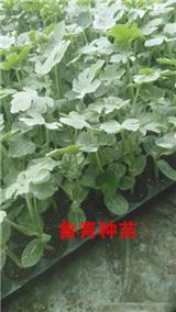 襄樊嫁接西瓜苗 大型瓜西瓜苗廠家