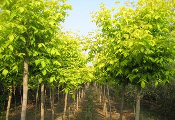 中国园林苗木供应_攀援三角梅盆景_成都上善荣发园林工程有限公