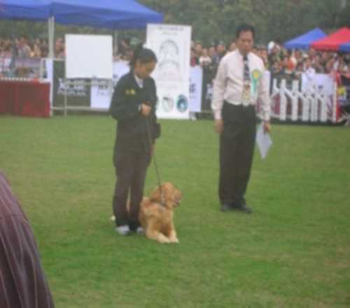 用什么方法训练狗狗_训犬学校课程_深圳翔鹏宠物有限公司