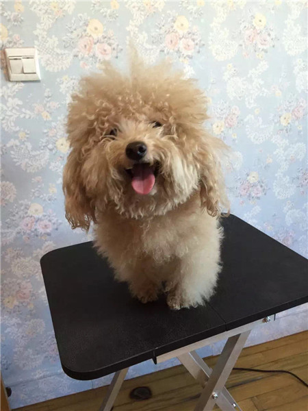 西施犬的性格是怎樣的呢？想知道不？
