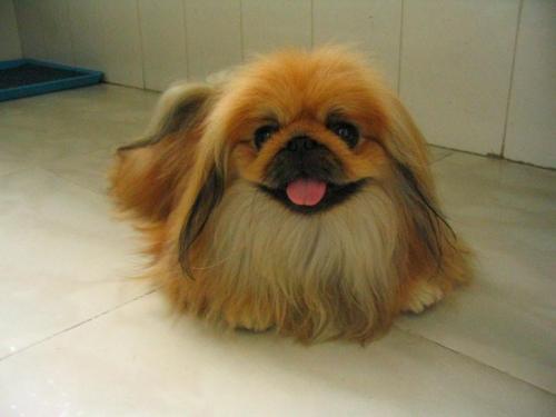 打扮西施犬的五大秘訣