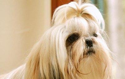 西施犬日子中的習(xí)性特征