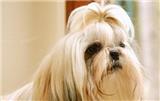 西施犬日子中的習(xí)性特征