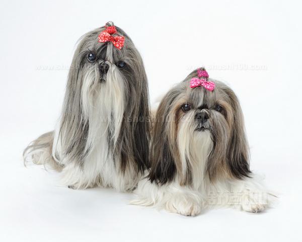 西施犬的形狀特征和壽數(shù)