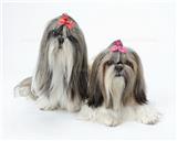 西施犬的形狀特征和壽數(shù)