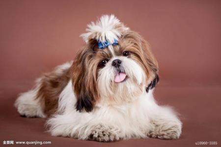 西施犬的發(fā)展歷史?