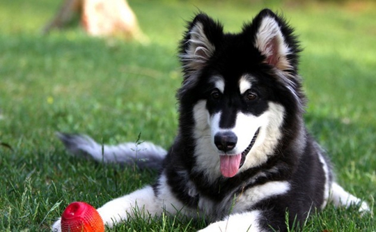 西施犬怎樣練習(xí)巨細(xì)便?