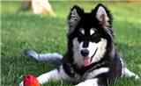 西施犬怎樣練習(xí)巨細(xì)便?