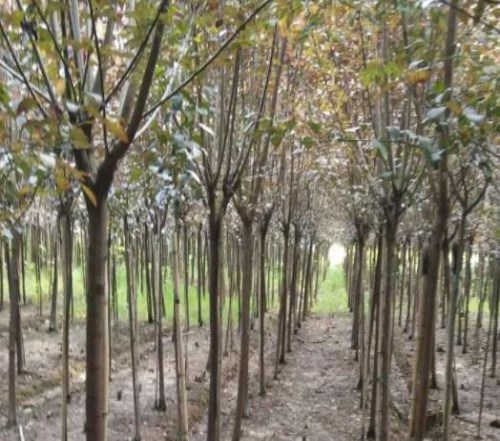 绿化苗木价格 苗木基地图片 郫县紫苑园艺场