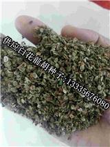 白花前胡種子怎么種-安泰藥材種植專業合作社