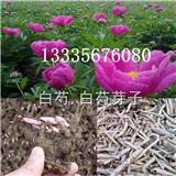 白芍種苗種植方法詳解-安泰藥材研究所