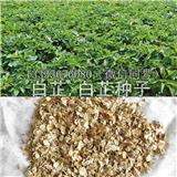 白芷種子種植的時候需要注意細節-安泰藥材種苗