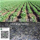 板藍根種植技術要點-安泰藥材種苗
