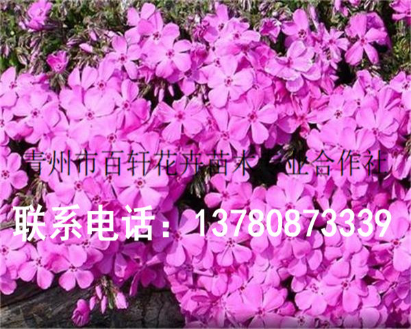 发往南阳的芝樱花幼苗