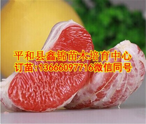 红肉柚子苗批发