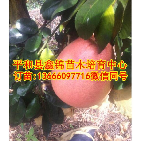 红心蜜柚苗批发