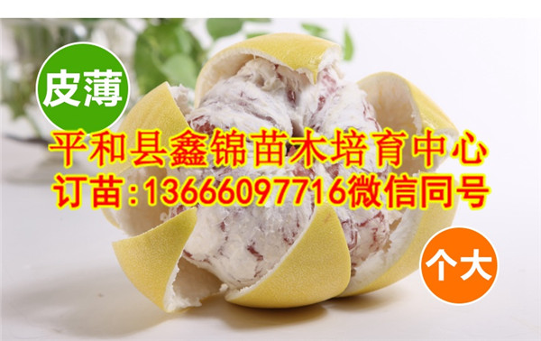 求购红肉蜜柚苗