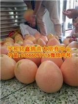 紅肉蜜柚苗價(jià)格是多少錢