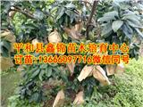 紅心蜜柚苗批發(fā)多少錢