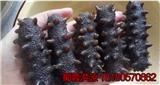 津南區(qū)海參價(jià)格 干海參價(jià)格多少一斤