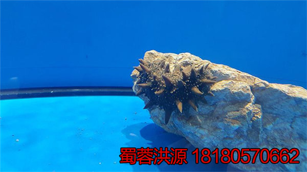 重庆即食海参的价格 拉缸盐海参价格如何