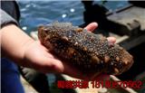 河源市海參價格 野生干海參多少錢一斤