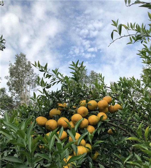 福芳承接柑普茶厂家加工青海经销商