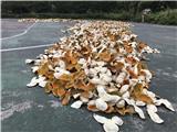 福芳20年新會陳皮廠家批發湖北經銷商