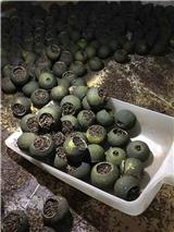 福芳新會小青柑廠家批發陜西銷售處