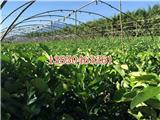 湖北三紅柚子苗哪家好