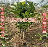 云南紅心蜜柚苗基地