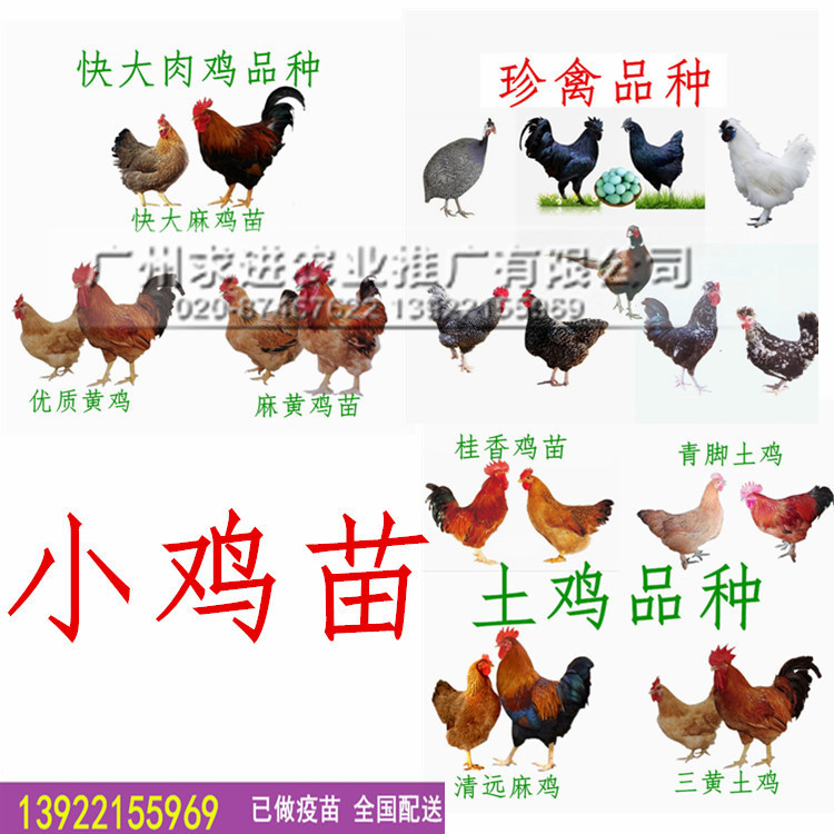 小鸡苗价格，厂家批发/常年供应，珍禽品种/土鸡/肉鸡