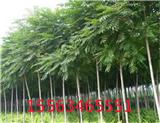 十五公分千頭椿價格