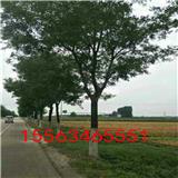 直銷優(yōu)質(zhì)國槐苗木 道路綠化苗木 速生國槐工程苗 專車發(fā)貨 現(xiàn)貨