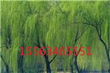 十五公分垂柳價(jià)格