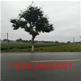 基地直銷批發(fā)截桿或全冠優(yōu)質(zhì)國槐 大小規(guī)格都有 價(jià)格優(yōu)惠