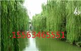 12公分垂柳價(jià)格